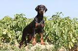 DOBERMANN 884